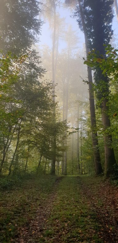 Nebliger Waldweg mit hohen Bäumen und sanftem Licht im Hintergrund.