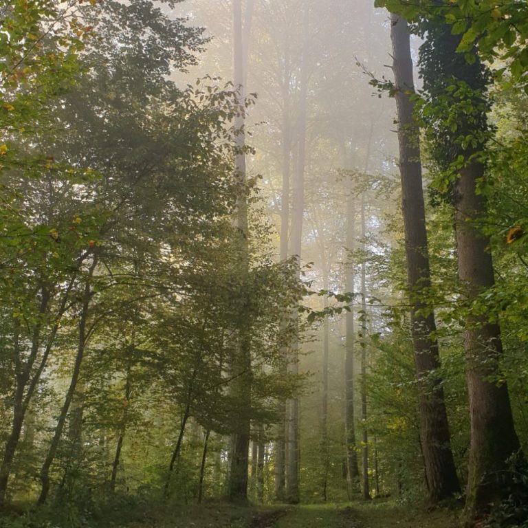 Dichter Wald mit hohen Bäumen und nebliger Atmosphäre.