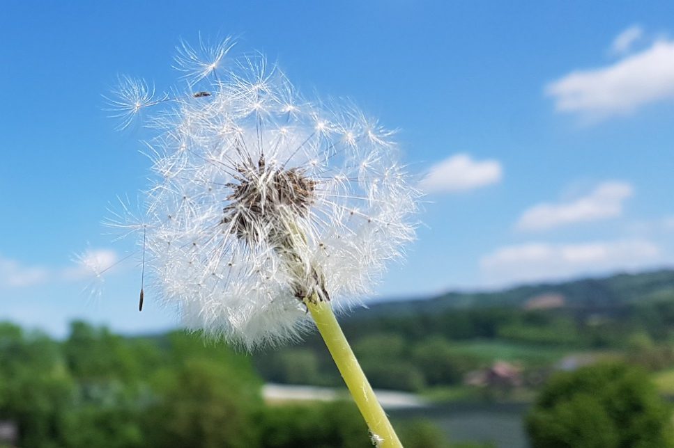 Löwenzahn mit vielen flauschigen Samen vor blauem Himmel und grüner Landschaft.
