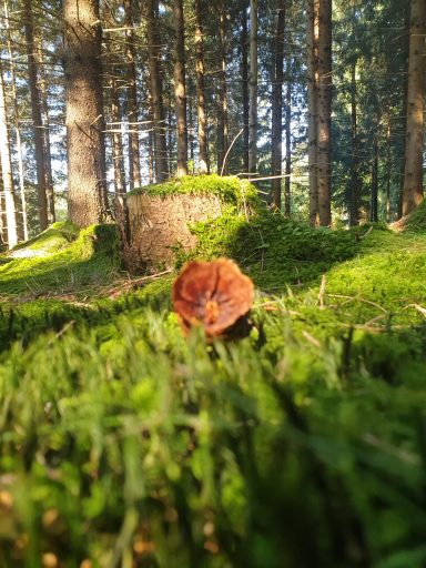 Ein Pilz wächst auf moosbedecktem Boden im Wald, umgeben von Bäumen.