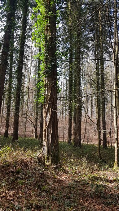 Dichter Wald mit hohen Bäumen und grünem Moos am Stamm.