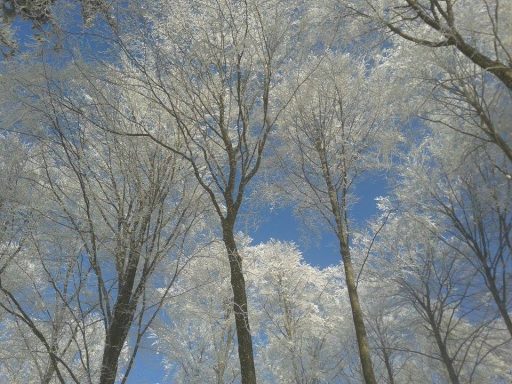 Hohe Bäume mit frostigen Ästen unter klarem, blauem Himmel.
