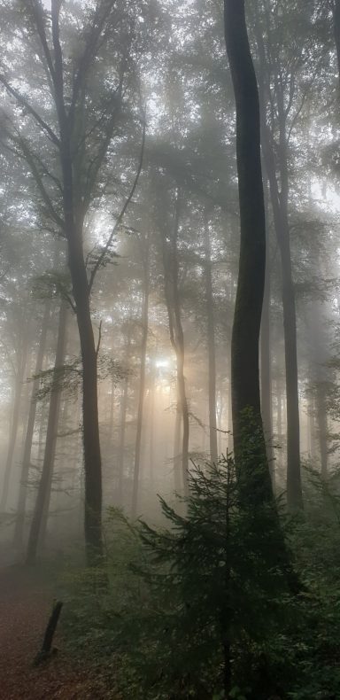 Dichte Nebelwaldszene mit Sonnenstrahlen, die durch die Bäume scheinen.