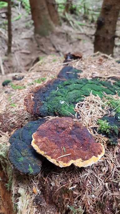 Bunte Pilze wachsen auf einem moosbedeckten Baumstumpf im Wald.